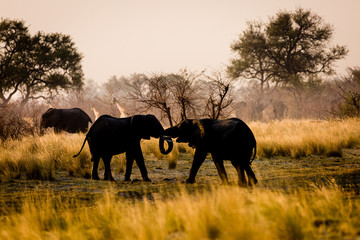 Canvas Print - Elefant