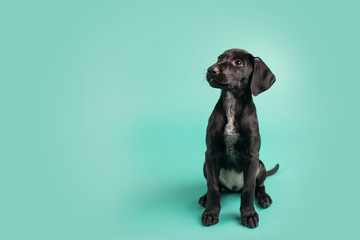 Wall Mural - Adorable Black Puppy with White Space on Colored Blue Background