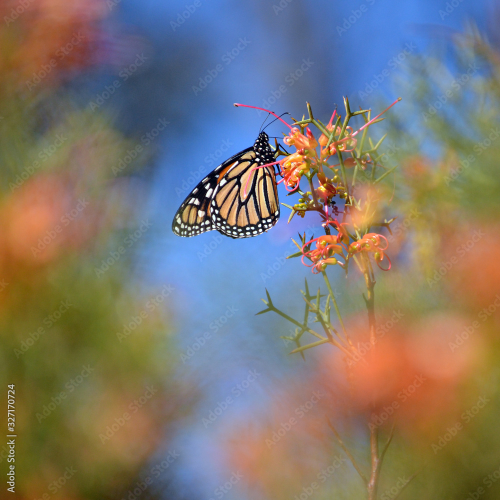 Monarch butterfly, Danaus plexippus, family Nymphalidae, feeding on a ...