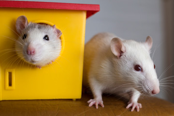 Wall Mural - Two funny domestic pet rats and a toy house.