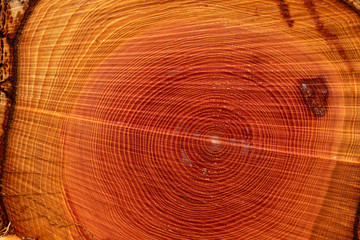 Annual growth rings on logged tree 