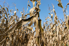 Drought Corn Dry Famine
