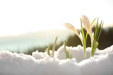 Beautiful crocuses growing through snow, space for text. First spring flowers