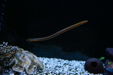 dark backdrop with aquarium fish with latin name erpetoichthys calabaricus