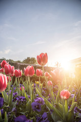 Arrangement of colorful spring flowers in the public park, springtime