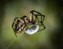 Closeup Of A Garden Spider With A Fresh Meal