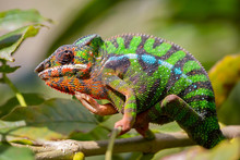 Panther Chameleon Closeup, Furcifer Pardalis, Andasibe, Madagascar
