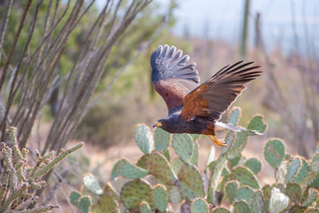 harris hawk in flight across the arizona southwest desert