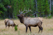 Bull Elk With Cow In The Backround In Yellowstone National Park