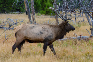 Poster - Bull Elk (Wapiti) in Yellowstone National Park, Wyoming, United States