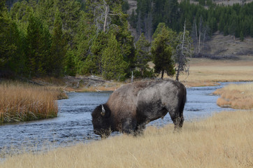 Poster - Bison near Nez Perce Creek in Yellowstone National Park