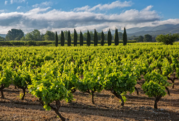 Aerial view of a green summer vineyard at sunrise