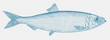 Atlantic herring clupea harengus, marine food fish in side view