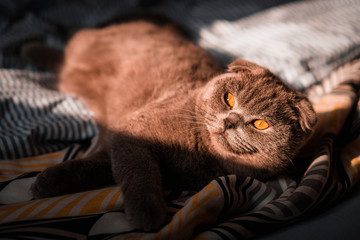 Beautiful Scottish Fold kitten. Small blue silver scottish fold playing. Cute cat portrait at home. Blue fluffy purebred scottish fold. Blue scottish fold with orange eyes.