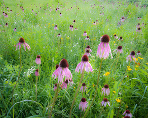 Pale purple coneflowers bloom in a restored prairie on a summer morning