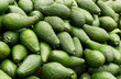 Avocado background. Fresh green avocados