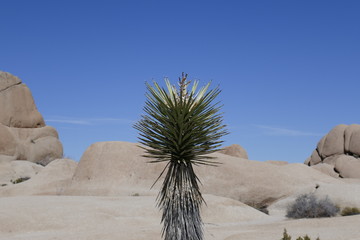 Wall Mural - Desert landscape in the Joshua Tree National Park