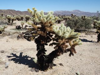 Wall Mural - La Cholla cactus garden in Joshua Tree National Park