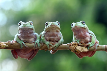 Wall Mural - Green tree frogs on a branch, dumpy frog, animal closeup