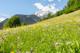 Fototapeta Natura - Bergblumenwiese im Frühling im Zillertal
