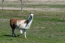 Brown And White Llama Walking Through Pasture