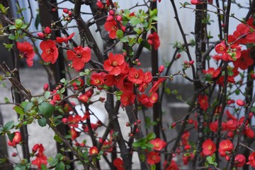 Poster - Japanese quince is a deciduous tree that blooms in early spring. The fruit is used for fruit wine and jam.