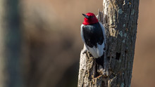 Red Head Woodpecker On A Tree