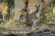 Bennett's wallaby - Macropus rufogriseus, also red-necked wallaby, medium-sized macropod marsupial, common in eastern Australia, Tasmania, introduced to New Zealand, England