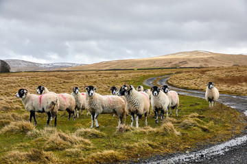 flock of sheep together with one sheep standing alone. s curve road around edge of the image on an o