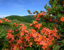 Orange Flame Azaleas Bloom In The Blue Ridge Mountains