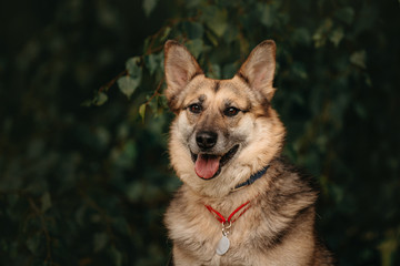 happy mixed breed dog with an id tag posing outdoors