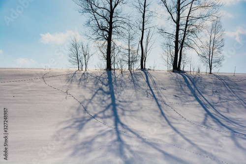 雪の斜面の冬木立の影と青空 Buy This Stock Photo And Explore Similar Images At Adobe Stock Adobe Stock 雪の斜面の冬木立の影と青空 Buy This Stock Photo And Explore Similar Images At Adobe Stock Adobe Stock