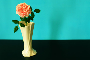 Wall Mural - Sonic color rose in vase on blue background