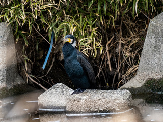 Wall Mural - Black Japanese cormorant resting in a river 3