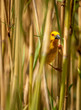 Golden weaver bird
