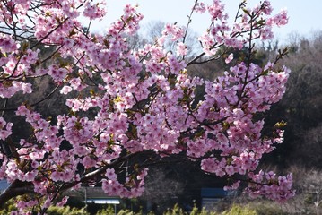 Canvas Print - Cherry blossoms in full bloom in the natural park.