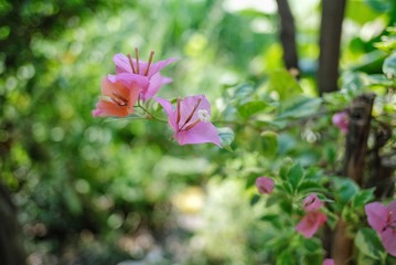 flower in the garden