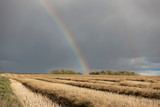 Fototapeta Tęcza - Canola at harvest with rainbow
