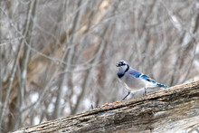 Blue Jay With Seed On A Fallen Tree In Winter