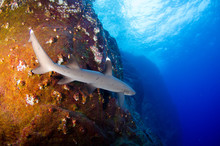 White Tipped Reef Sharks At Roca Partida, Revillagigedo, Mexico.
