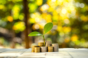 Wall Mural - Coins lined up On a white wooden floor Orange and green nature background