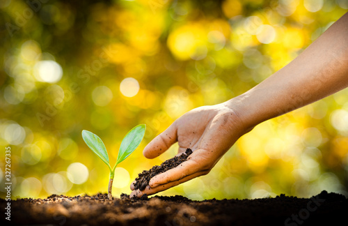 Fotografía Planting trees - hands giving soil to trees, growing trees in a row and golden