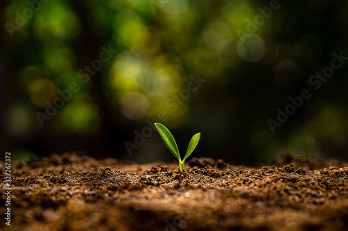 Fotografía Planting trees - hands giving soil to trees, growing trees in a row and golden