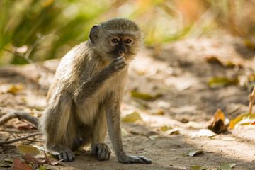 Canvas Print - Vervet Monkey