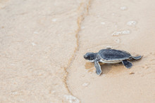 Baby Green Sea Turtle Walks In The Sand Towards The Ocean 