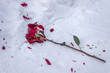 Frozen and crushed red rose in the cold snow on the road in winter