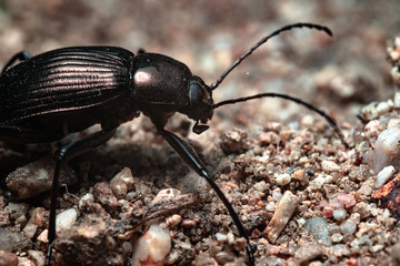 walking beetle on ground