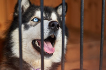 Sad View Of A Husky Dog Resting In The Kennel Behind A Lattice