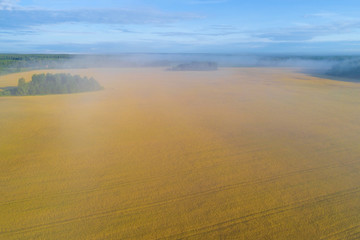 Wheat field in the morning July fog (aerial photography). Yaroslavl region, Russia