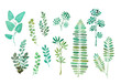水彩　葉っぱ　植物　グリーン　ナチュラル　イラスト
